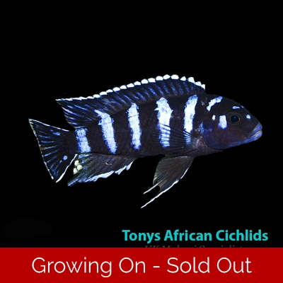 1 x Pseudotropheus demasoni 4-5cm, Very nice